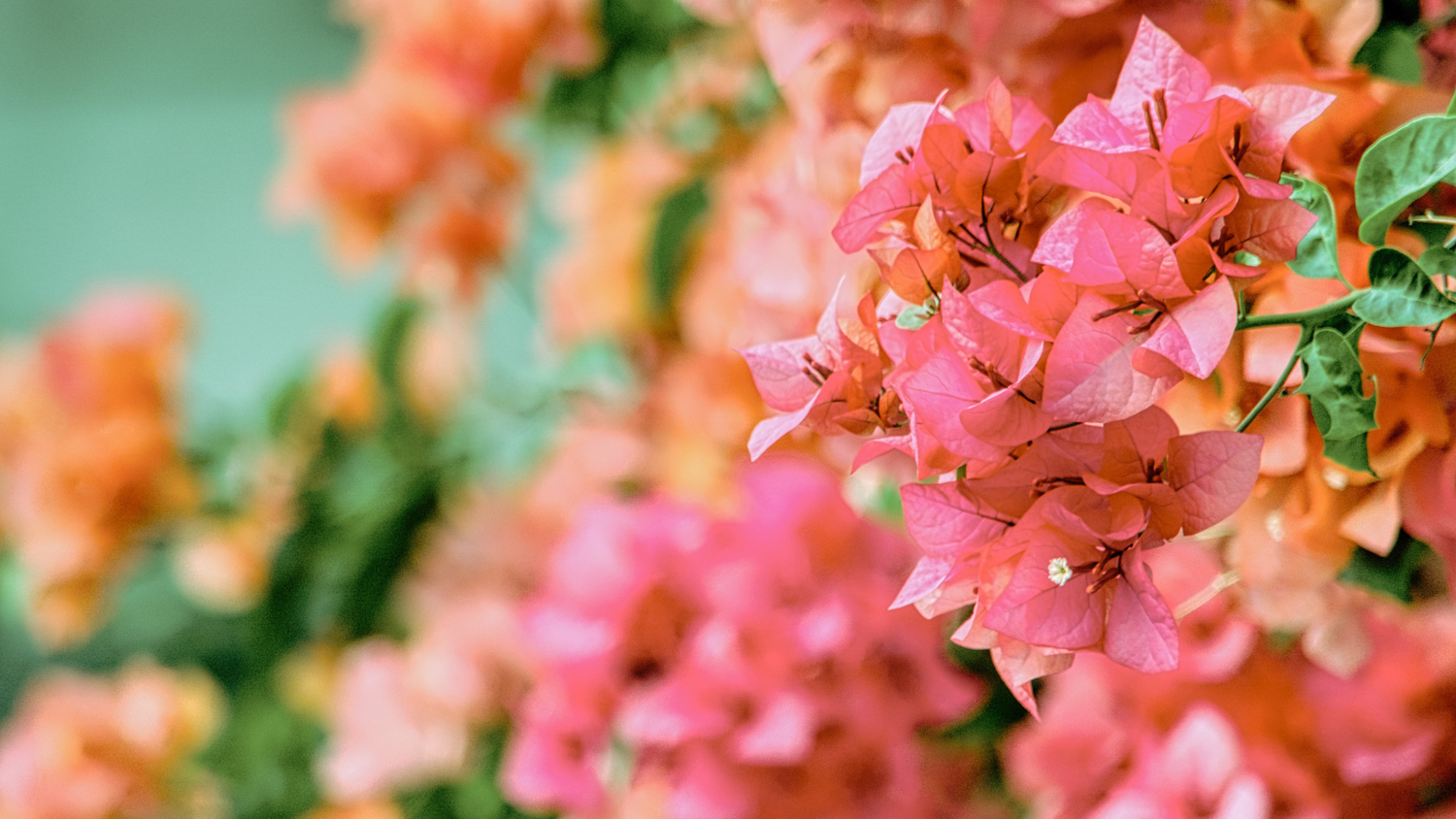 Slow Bloom: A Season of Becoming